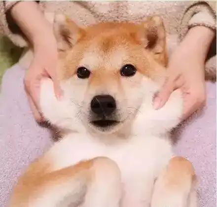 主人看着我,别生气了来笑一个吧家有百变萌宠柴犬,让你永远不寂寞.....