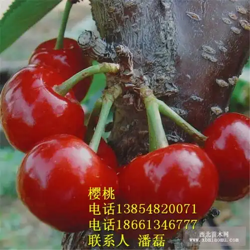 早熟大樱桃树苗什么品种好早熟齐早大樱桃树苗新品种早熟齐早大樱桃树树苗价格多少-黄页88网