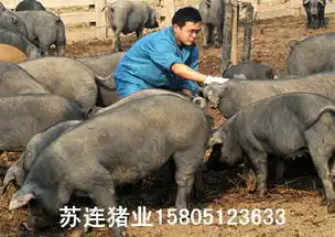 浙江哪里有苏太母猪出售卖苏太母猪多少钱一头价格厂家图片