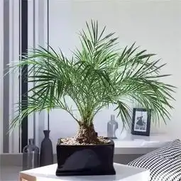 把这十八种绿植种家里和空气净化器说拜拜