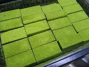 美丽的新绿伊藤久右卫门的宇治抹茶生巧克力
