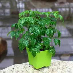 这个绿植老是掉叶子,都快掉秃了今早用阿司匹林兑水喷了叶子,还有什么办法求请教