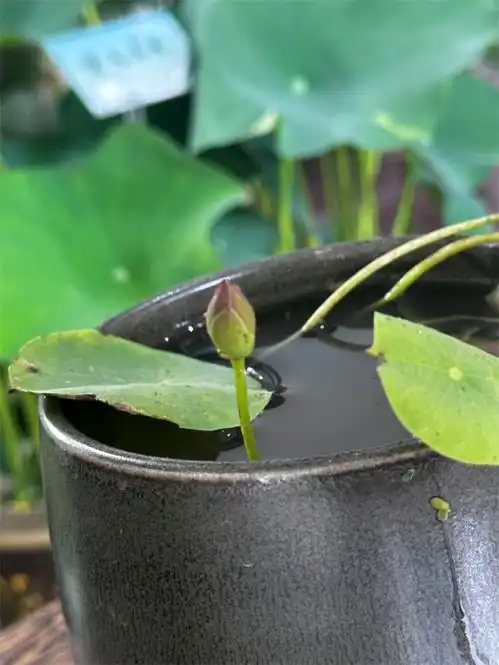 杭州西湖荷花争艳开放将好运莲莲送给每位考生