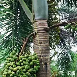 40岁男子每天吃一包嚼槟榔患上舌癌