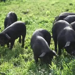 临沂市牛头山的黑猪肉味美中国,香飘万里