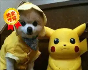 出售最流行的偶像犬种超萌小浣熊真正俊介全部实物拍摄