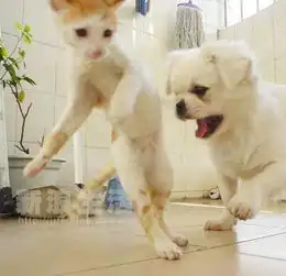 猫狗大战实况