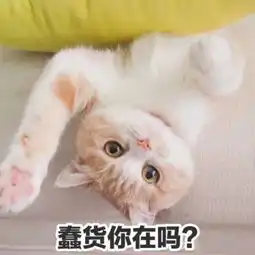 可爱小猫咪卖萌头像微信头像图片大全