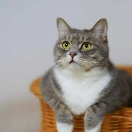 猫控头像,猫咪高清头像图片