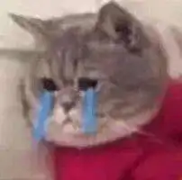 猫能有多想自己的主人这也太治愈了吧