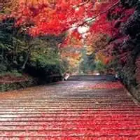 有风景的微信头像中年微信头像图片大全