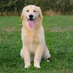 金毛犬母mm1347天龄10104706