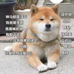 可爱逗比的汪星人表情包头像都微信头像我要个性网