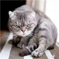 抖音很火的汤姆猫图片微信头像图片大全