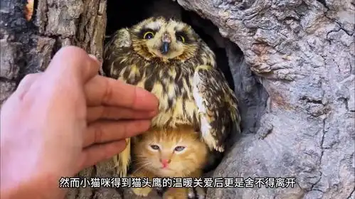 小猫咪吧猫头鹰当成了妈妈,可猫头鹰却想吃掉它