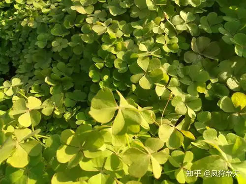 可以发一些花草树木的图片吗的图片