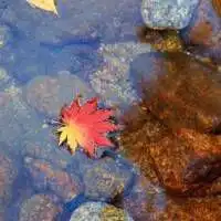 漂在水面上的枫叶头像微信头像图片大全