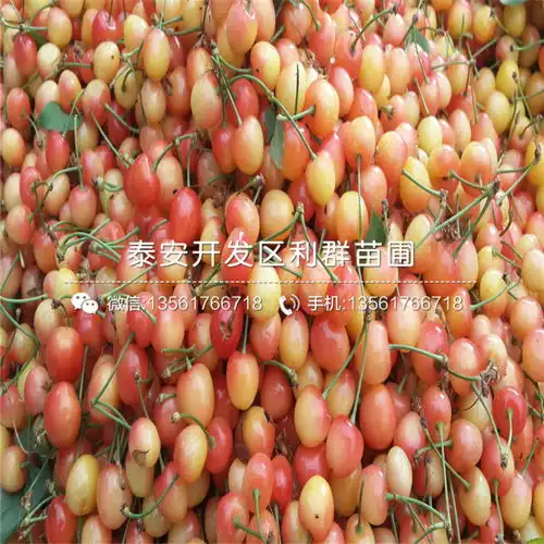 出售红蜜樱桃苗红蜜樱桃苗基地-黄页88网