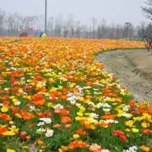 青岛格桑花品牌假发