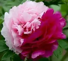 催花什锦牡丹