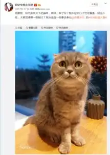 荣耀9猫咪出道大会,全世界的铲屎官都来参赛了