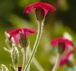 世界十大最稀有的花你见过哪几种