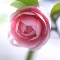 花卉图片大自然粉色的花朵头像,最美丽的花