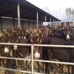 河北肉驴养殖场驴苗价格好小公驴养殖效益快教技术-黄页88网