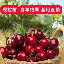 山西眉县樱桃