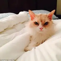 生气猫走红网络盘点萌宠界的网红