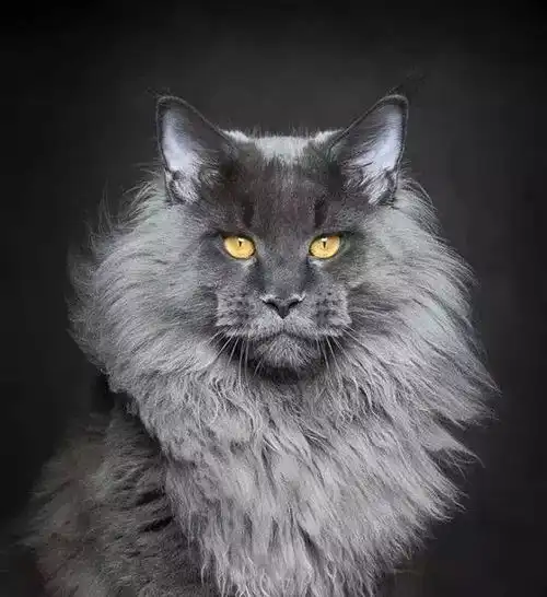 全世界最漂亮的20只猫咪照片,你喜欢哪一只,网友惊艳到我了
