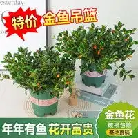 爱优尚鲜花绿植爱优尚黄天霸皇帝浓香型香水百合鲜花供奉送礼水养办公室鲜切花家用真花多少钱