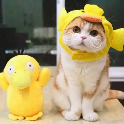 冷酷猫头像霸气高冷孤独头像猫