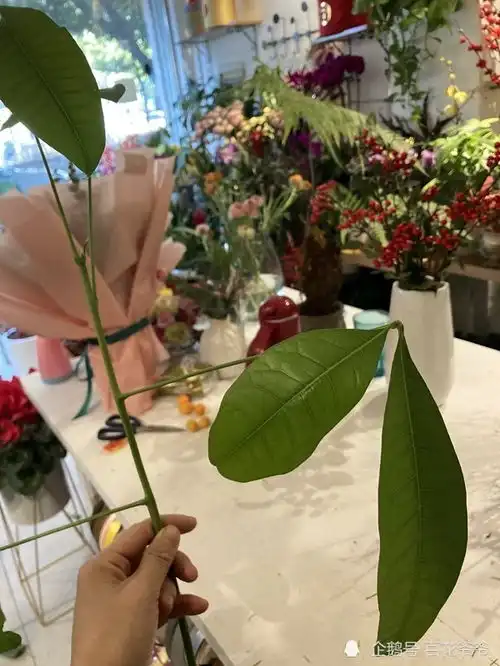 就这一招,让发财树安全过冬,别舍不得