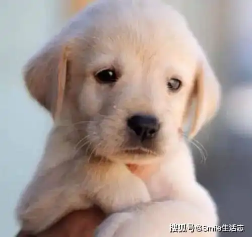 滴你的小可爱正在向你扑来,请准备张开怀抱