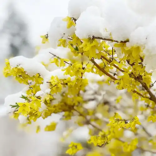 图说降温下雪还是套餐全国大部迎俯冲式降温