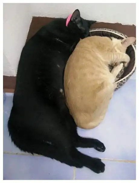 一黑一橘两只猫,说好的一起保持身材,不料一方偷偷膨胀了