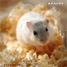 hjlllln的全部照片zol相册