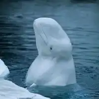 白鲸头像