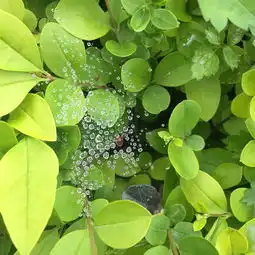 内观记2青青翠竹尽是法身,郁郁黄花无非般若