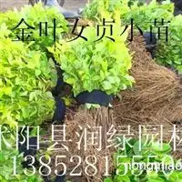 江苏嫁接美人梅小苗产地价格报价