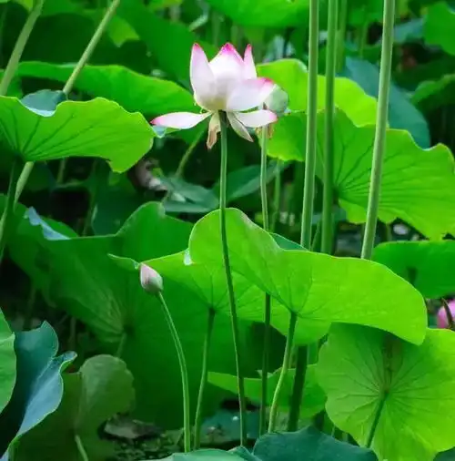 各处荷花相继开放,收藏起来夏日去赏荷