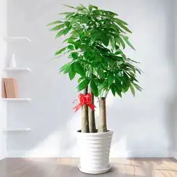 闵行区长宁区徐汇区花卉植物租赁花卉绿植植物租摆养护室内服务