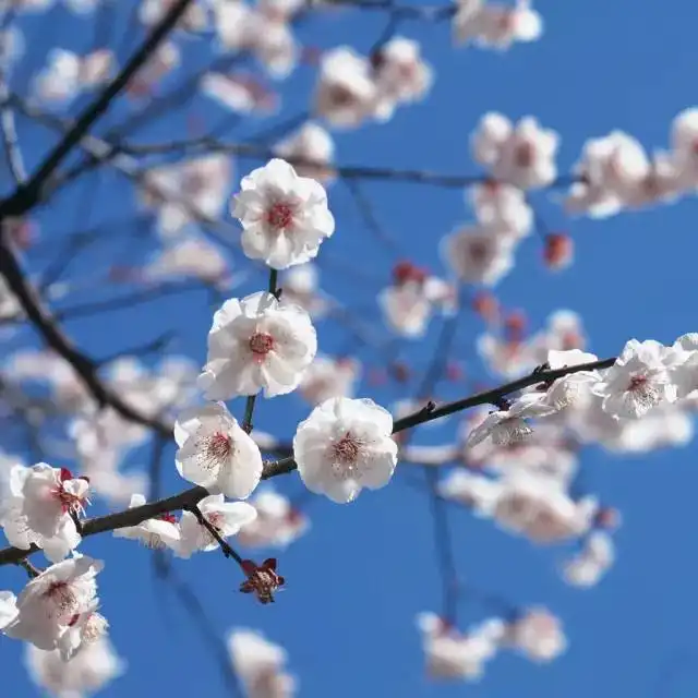 让孩子背诵他们根本不懂的古诗词古文有什么意义