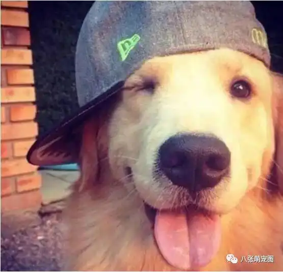 听说喜欢把狗当儿子因为基因相似