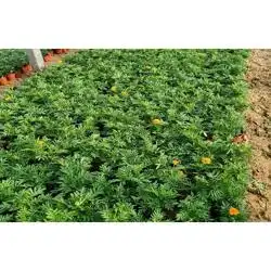 青州市泽润花卉苗木专业合作社
