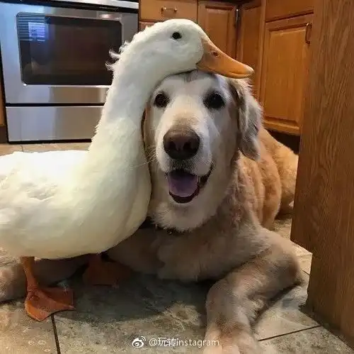 画面简直不要太有爱,哈哈看它在笑
