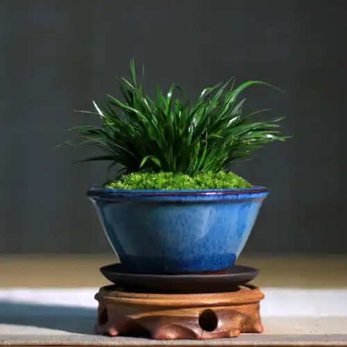 菖蒲,耐苦寒,安淡泊,花草四雅