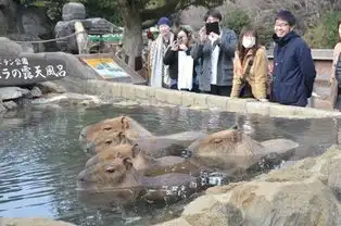 呆萌水獭比拼泡温泉经过的游客都看呆了