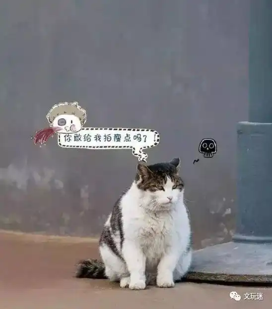据说现在流行去故宫吸猫是真的吗